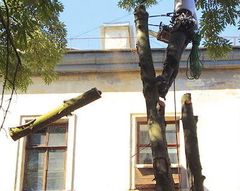 Валка деревьев частями от 4000